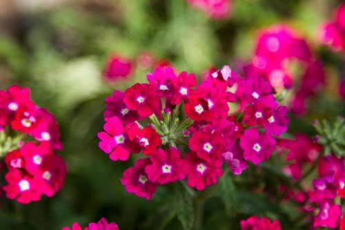 Лучшие растения для тенистого места в частном саду. Однолетники для тенистых мест