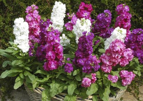 Лучшие растения для тенистого места в частном саду. Однолетники для тенистых мест