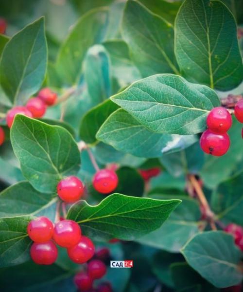 Быстрорастущие тенелюбивые кустарники. Живая изгородь: 12 живых изгородей для тенистых участков