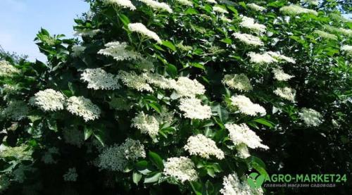 Теневыносливые декоративные кустарники для сада. Теневыносливые: 7 красивоцветущих кустарников для тени 04