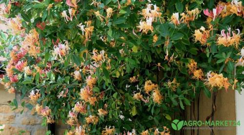 Теневыносливые декоративные кустарники для сада. Теневыносливые: 7 красивоцветущих кустарников для тени 06