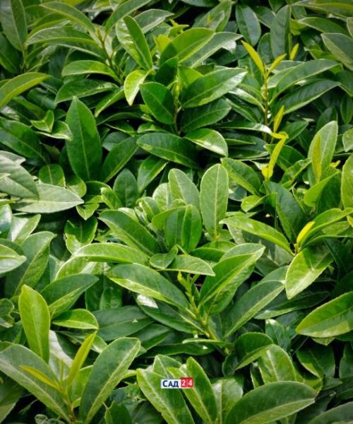 Быстрорастущие тенелюбивые кустарники. Живая изгородь: 12 живых изгородей для тенистых участков