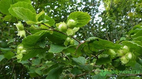 Теневыносливые декоративные кустарники для сада. Теневыносливые: 7 красивоцветущих кустарников для тени 02