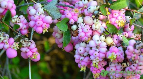 Теневыносливые декоративные кустарники для сада. Теневыносливые: 7 красивоцветущих кустарников для тени 05 Теневыносливые декоративные кустарники для сада. Теневыносливые: 7 красивоцветущих кустарников для тени 05