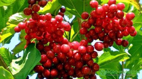 Теневыносливые декоративные кустарники для сада. Теневыносливые: 7 красивоцветущих кустарников для тени 01