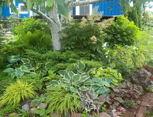 Кустарники цветущие все лето в тени. Что посадить в тенистом месте или какие растения относятся к теневыносливым