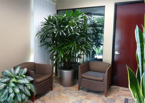 Цветы, которые растут в тени дома. Потребность растений в освещении