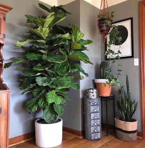 Цветы, которые растут в тени дома. Потребность растений в освещении