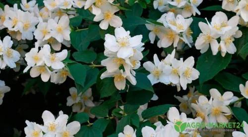 Теневыносливые декоративные кустарники для сада. Теневыносливые: 7 красивоцветущих кустарников для тени 03