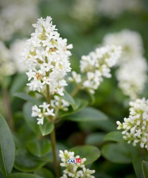 Быстрорастущие тенелюбивые кустарники. Живая изгородь: 12 живых изгородей для тенистых участков