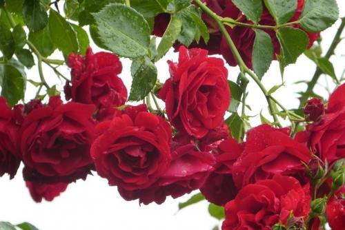 Вьющаяся роза, как посадить. Плетистая роза. Стройная красавица, незаменима в саду