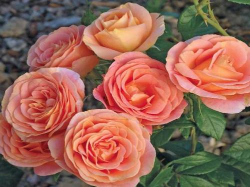 Как ухаживать за плетистыми розами. Плетистые розы –, что это за разновидность