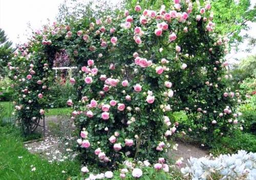 Как ухаживать за плетистыми розами. Плетистые розы –, что это за разновидность