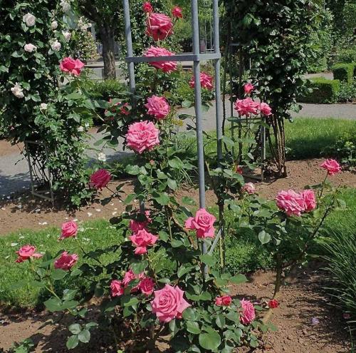 Вьющаяся роза, как посадить. Плетистая роза. Стройная красавица, незаменима в саду