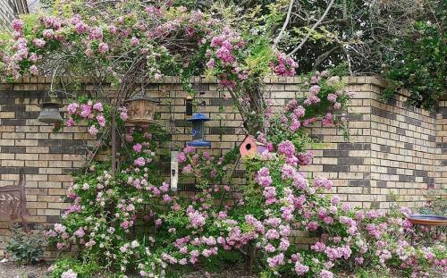 Вьющаяся роза, как посадить. Плетистая роза. Стройная красавица, незаменима в саду