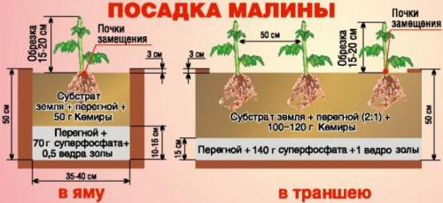 Шпалера для малины из дерева. Выращивание малины на шпалере