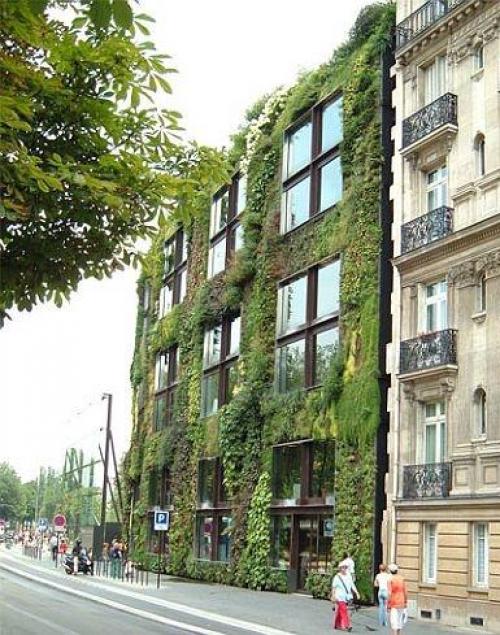 Растения для вертикального озеленения фасадов. Вертикальное озеленение – ударим объемом зелени по нашим 6-ти соткам!