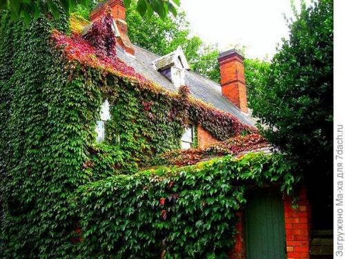 Растения для вертикального озеленения фасадов. Вертикальное озеленение – ударим объемом зелени по нашим 6-ти соткам!