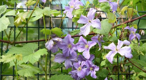 Какие подойдут растения для вертикального озеленения. Выбор лиан по их декоративным свойствам 06