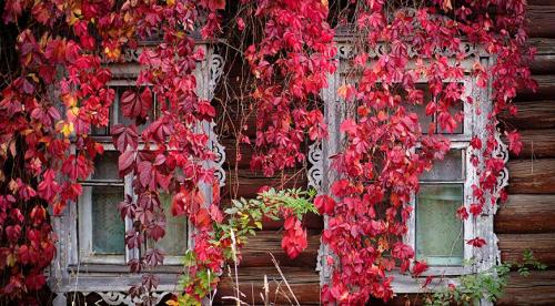 Какие подойдут растения для вертикального озеленения. Выбор лиан по их декоративным свойствам 05