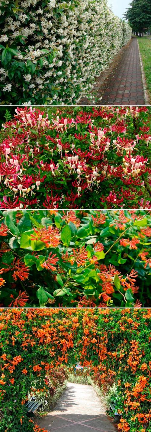 Вечнозеленые растения для вертикального озеленения. Цветущие вьющиеся многолетники