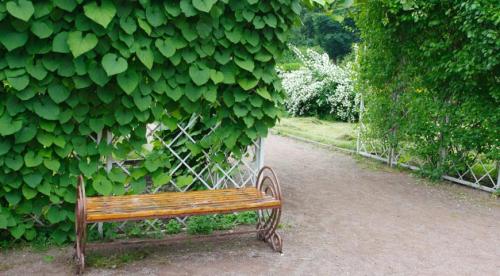 Какие подойдут растения для вертикального озеленения. Выбор лиан по их декоративным свойствам 02