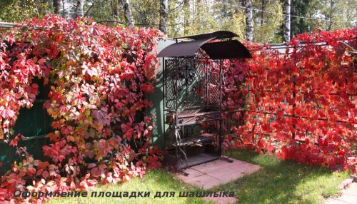 Какие подойдут растения для вертикального озеленения. Выбор лиан по их декоративным свойствам 04