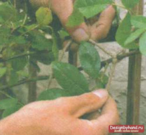 Плетистая роза у дома. Посадка плетистых роз рядом со стеной 10 Плетистая роза у дома. Посадка плетистых роз рядом со стеной 10