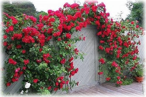 Как пересадить вьющуюся розу. Особенности пересадки плетистых роз