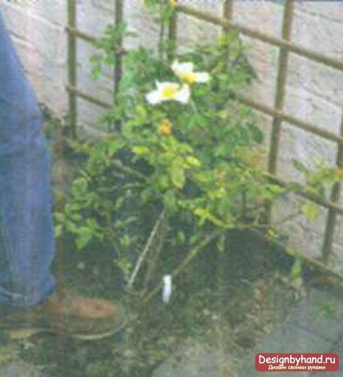 Плетистая роза у дома. Посадка плетистых роз рядом со стеной 08 Плетистая роза у дома. Посадка плетистых роз рядом со стеной 08