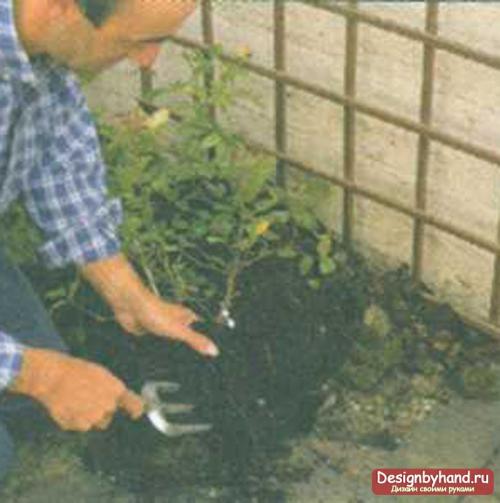 Плетистая роза у дома. Посадка плетистых роз рядом со стеной 06 Плетистая роза у дома. Посадка плетистых роз рядом со стеной 06