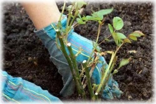 Как пересадить вьющуюся розу. Особенности пересадки плетистых роз