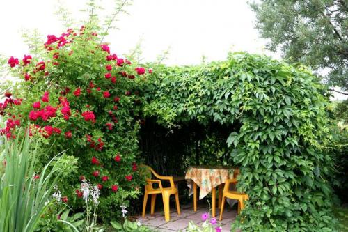 Растения ползущие по стене. Быстрорастущие вьющиеся растения для дачи с фото и названием, а также рекомендации по уходу