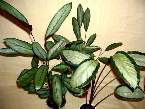 Как сделать фитостену и ухаживать за ней. Фитостена из мха своими руками для квартиры, дома: как сделать, фото 30 Как сделать фитостену и ухаживать за ней. Фитостена из мха своими руками для квартиры, дома: как сделать, фото 30