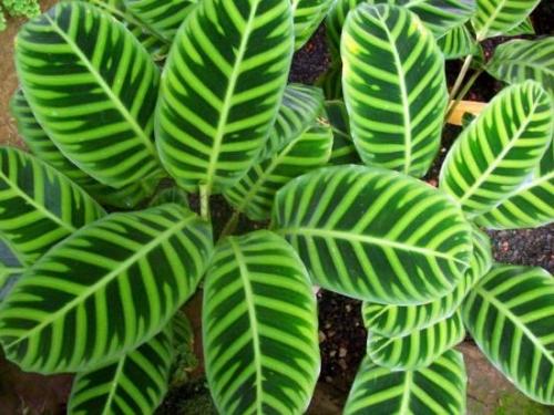 Как сделать фитостену и ухаживать за ней. Фитостена из мха своими руками для квартиры, дома: как сделать, фото 31 Как сделать фитостену и ухаживать за ней. Фитостена из мха своими руками для квартиры, дома: как сделать, фото 31