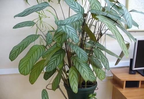 Как сделать фитостену и ухаживать за ней. Фитостена из мха своими руками для квартиры, дома: как сделать, фото 26 Как сделать фитостену и ухаживать за ней. Фитостена из мха своими руками для квартиры, дома: как сделать, фото 26