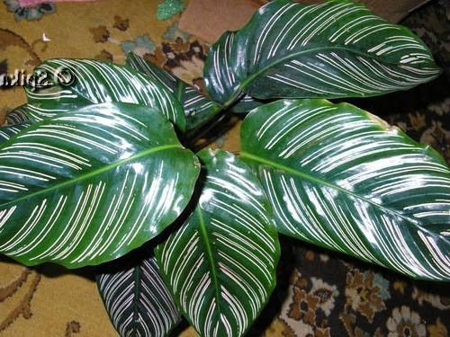 Как сделать фитостену и ухаживать за ней. Фитостена из мха своими руками для квартиры, дома: как сделать, фото 29 Как сделать фитостену и ухаживать за ней. Фитостена из мха своими руками для квартиры, дома: как сделать, фото 29