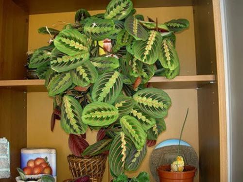 Как сделать фитостену и ухаживать за ней. Фитостена из мха своими руками для квартиры, дома: как сделать, фото 24 Как сделать фитостену и ухаживать за ней. Фитостена из мха своими руками для квартиры, дома: как сделать, фото 24