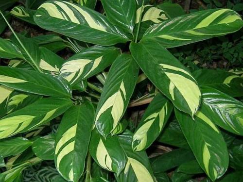 Как сделать фитостену и ухаживать за ней. Фитостена из мха своими руками для квартиры, дома: как сделать, фото 28 Как сделать фитостену и ухаживать за ней. Фитостена из мха своими руками для квартиры, дома: как сделать, фото 28