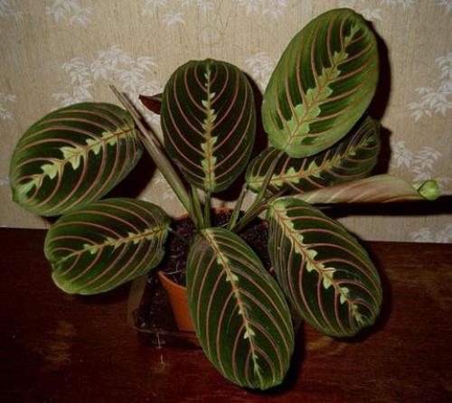 Как сделать фитостену и ухаживать за ней. Фитостена из мха своими руками для квартиры, дома: как сделать, фото 25 Как сделать фитостену и ухаживать за ней. Фитостена из мха своими руками для квартиры, дома: как сделать, фото 25