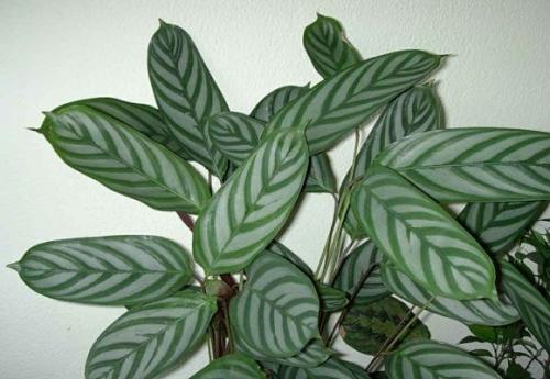 Как сделать фитостену и ухаживать за ней. Фитостена из мха своими руками для квартиры, дома: как сделать, фото 23 Как сделать фитостену и ухаживать за ней. Фитостена из мха своими руками для квартиры, дома: как сделать, фото 23