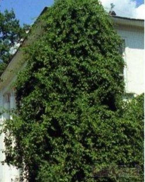 Живая стена на улице. Вертикальное озеленение – ударим объемом зелени по нашим 6-ти соткам!