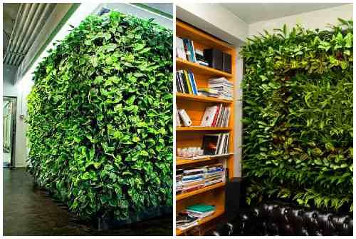 Фитостена из живых растений. Фитостена и фитомодуль своими руками: особенности современного эко-дизайна