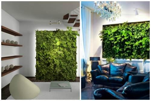 Фитостена из живых растений. Фитостена и фитомодуль своими руками: особенности современного эко-дизайна