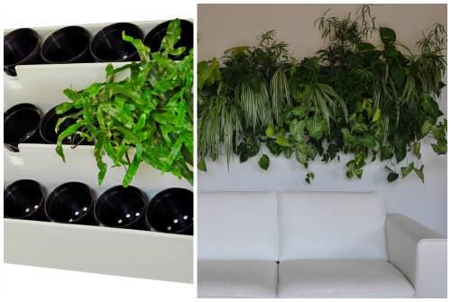 Фитостена из живых растений. Фитостена и фитомодуль своими руками: особенности современного эко-дизайна