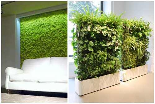 Фитостена из живых растений. Фитостена и фитомодуль своими руками: особенности современного эко-дизайна