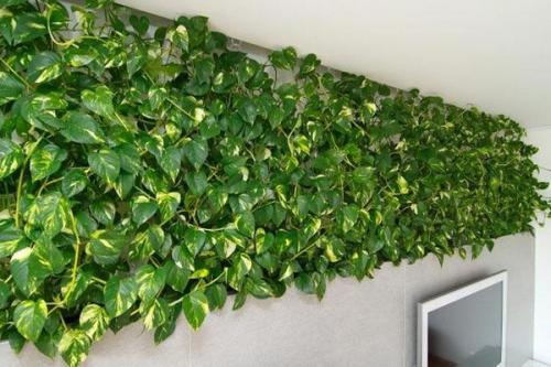 Живая стена на кухне. Выбор подходящих растений