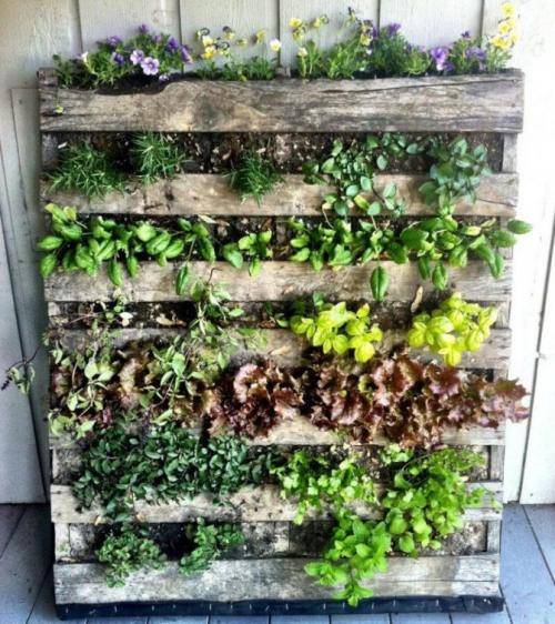 Живая стена на кухне. Выбор подходящих растений