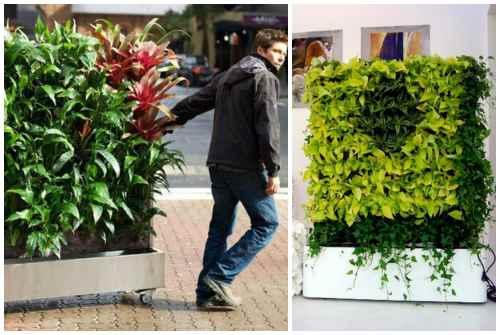 Зеленая стена дома. Фитостена и фитомодуль своими руками: особенности современного эко-дизайна