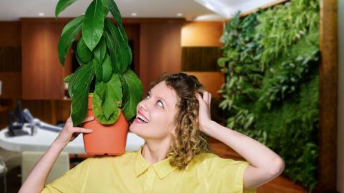Стена из комнатных растений: как эффектно оживить интерьер с помощью зелени